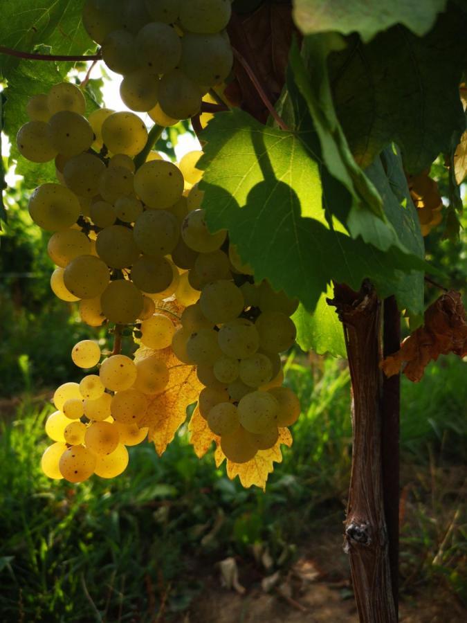 Вилла Pizzulin - Wine & Living Prepotto  Экстерьер фото